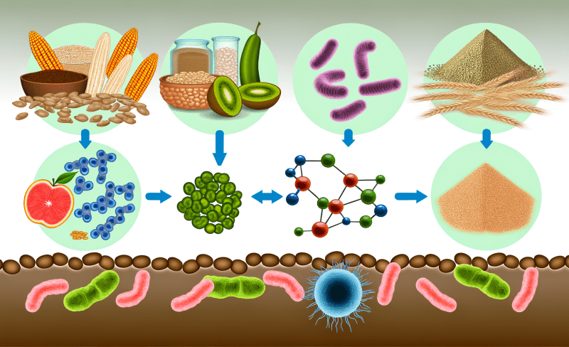 Dietary Fiber, Gut Bacteria, and Tryptophan